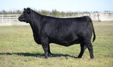 Lot 6: 7 embryos by America
