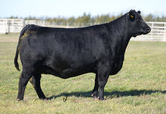 Lot 5: SAC Newman 2013