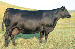 Lot 29: SAC Riverbank 2113K