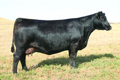 Lot 32: SAC Break the Bank 2112K