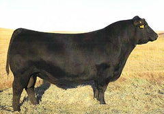 Lot 18: SAC Conquest 2845