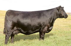 Lot 11: SAC Doc Reeder 2047