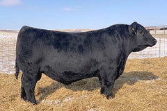 Lot 8: SAC Scale Buster 2849