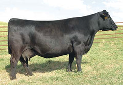 Lot 20: SAC Hustle 2208