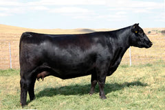 Lot 10: SAC Doc Waters 2045