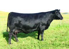 Lot 21: SAC Finish Line 2578