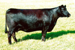 Lot 18: SAC Conquest 2845