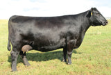 Lot 22:  6 embryos by Rainfall (CSS)