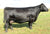 Lot 24: 6 embryos by Renovation (CSS)