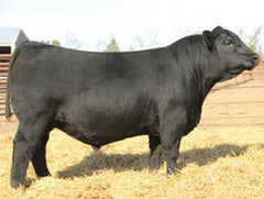 Lot 26: SAC Shotgun 2863