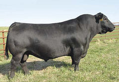 Lot 23: SAC Protection 2441