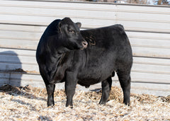 Lot 12: SAC Doc Maly 2048