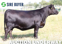 Lot 4: Blackstone Rita 5228 (Embryos)