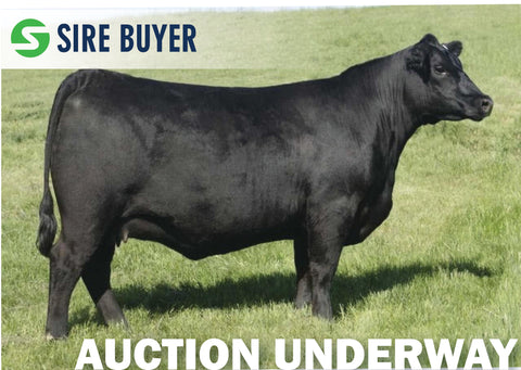 Lot 9: Frosty Elba Lizzy 3466 (Embryos)