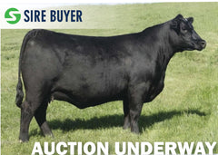 Lot 9: Frosty Elba Lizzy 3466 (Embryos)