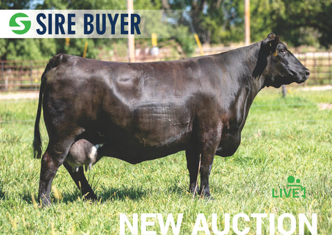 Lot 26: S A V Emblynette 6639 (Embryos)