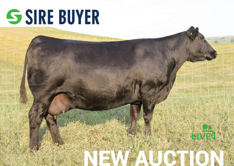 Lot 23: SAV Blackcap May 7306 (Embryos)