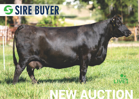 Lot 21: Sitz Pride 200B (Bull Pregnancy)