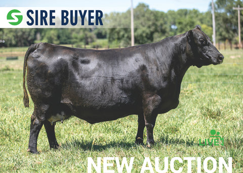 Lot 22: SAV Blackcap May 4574 (Female Pregnancy)