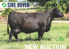 Lot 24: SAC Emblynette 7201 (Embryos)