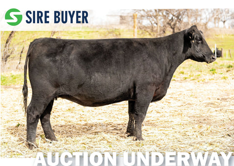 Lot 5: Byergo Elia 6328 (Embryos)