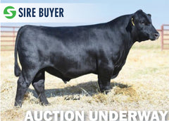 Lot 7: Byergo Lady Elia 5419 (Embryos)