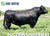 Lot 13: RSA Donna 1264 5211 (Embryos)