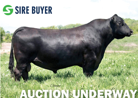 Lot 2: BJ Prophet 3126 (Embryos)