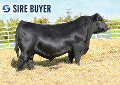 Lot 19: SAC True Grit 2953