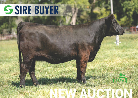 Lot 16: SAC Bessie Heiress 1101