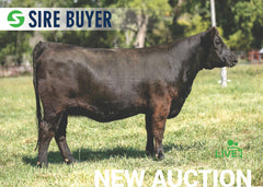 Lot 16: SAC Bessie Heiress 1101