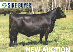 Lot 15: SAC Emblynette 1241