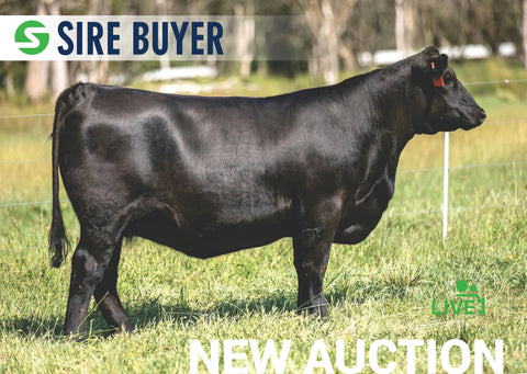 Lot 12: SAC Emblynette 1312