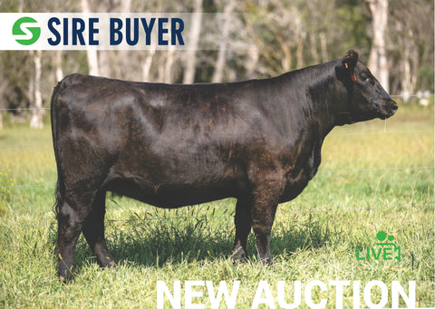 Lot 13: SAC Blackcap May 1674