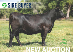 Lot 11: SAC Blackcap May 1606