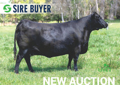 Lot 17: SAC Emblynette 7302