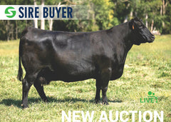 Lot 18: SAC Emblynette 7303