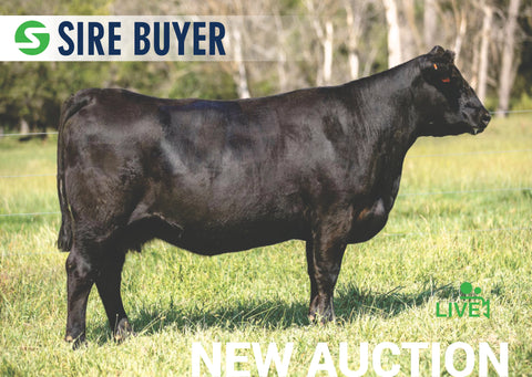 Lot 20: SAC Madame Pride 9802