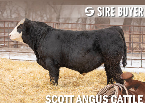 Lot 30: SAC Bank Shot 2115K