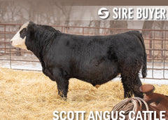 Lot 30: SAC Bank Shot 2115K