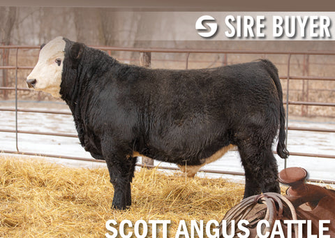 Lot 31: SAC Bank Statement 2114K