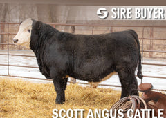 Lot 31: SAC Bank Statement 2114K