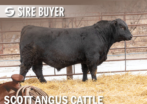 Lot 27: SAC Cash Money 2111K