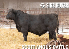 Lot 17: SAC Command 2844