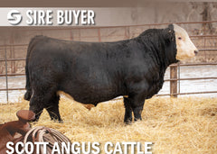 Lot 28: SAC Cornerstone Bank 2116K