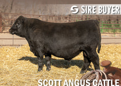 Lot 12: SAC Doc Maly 2048