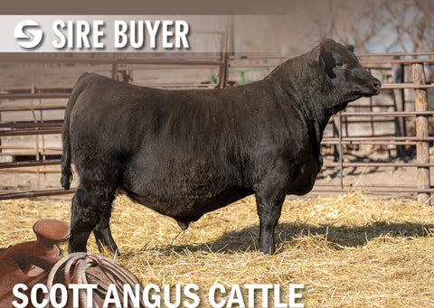 Lot 13: SAC Doc Thompson 2046