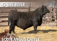 Lot 13: SAC Doc Thompson 2046