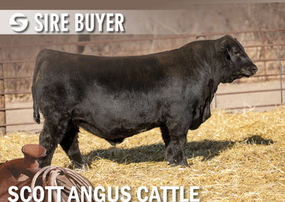 Lot 10: SAC Doc Waters 2045