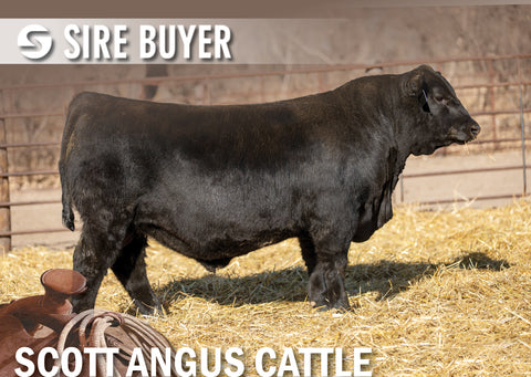 Lot 10: SAC Doc Waters 2045